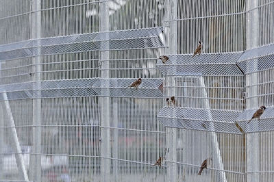 Sparrows perched together on the field fence
