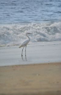 Bird on beach