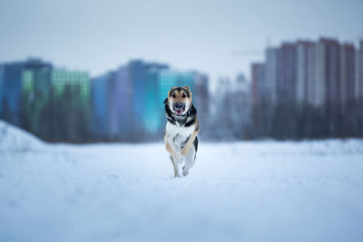 Dog running in snow