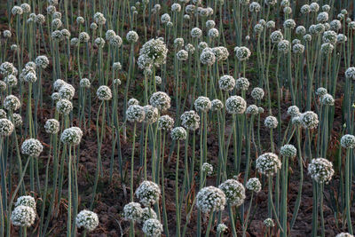 Close-up of flowering plants on field