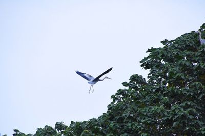 Low angle view of bird flying in sky