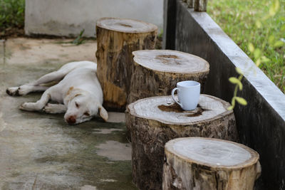 Dog sleeping on wood