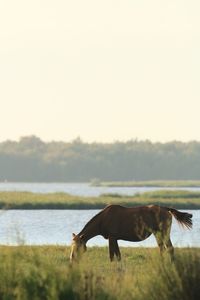 Side view of horse on field against sky
