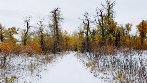 Scenic view of trees in forest during winter