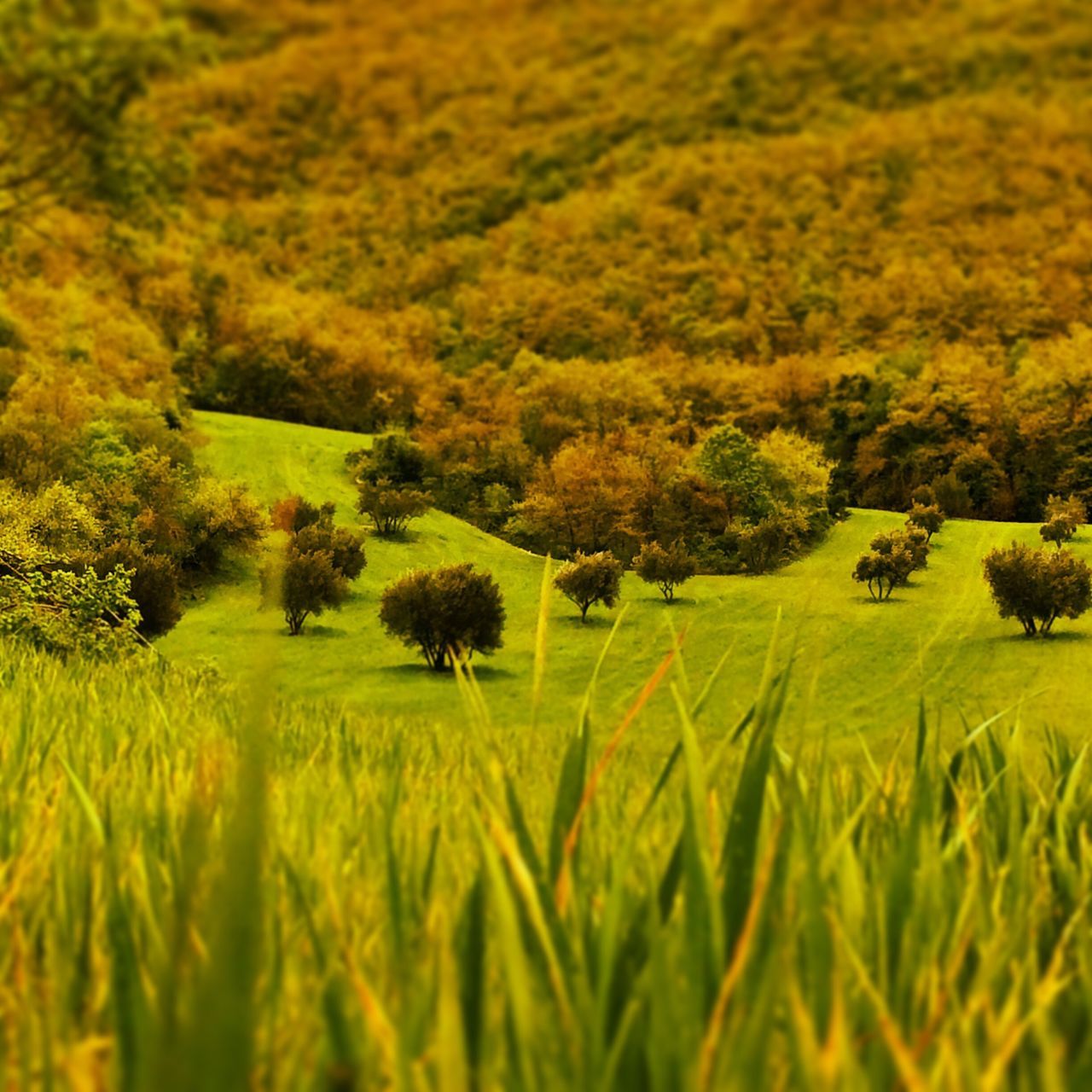 field, growth, grass, landscape, agriculture, rural scene, tranquility, beauty in nature, tranquil scene, nature, green color, farm, yellow, scenics, tree, crop, grassy, selective focus, cultivated land, no people