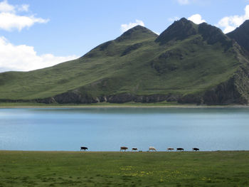 Below the green mountains is a beautiful, quiet, blue, sacred lake where cattle graze