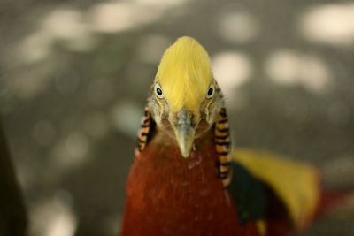 Close-up portrait of yellow bird