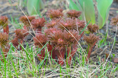 Close-up of wilted flowers on field