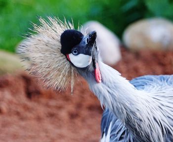 Close-up of a bird