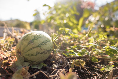 Close-up of fruit on field