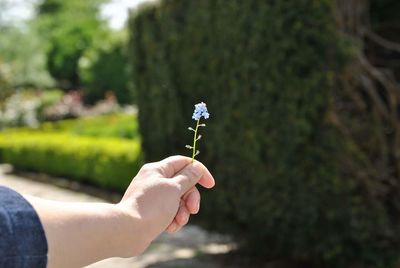 Cropped image of person holding forget-me-not flowers in park
