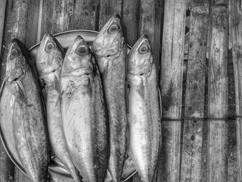 Close-up of fish for sale at market