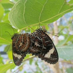 Close-up of butterfly on leaf