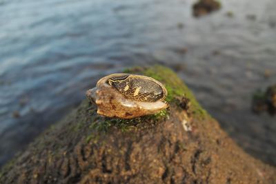 Close-up of shell on rock