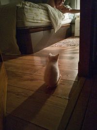 Cat sitting on floor at home