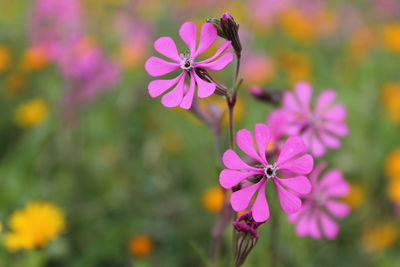 Close-up of purple flowers blooming outdoors