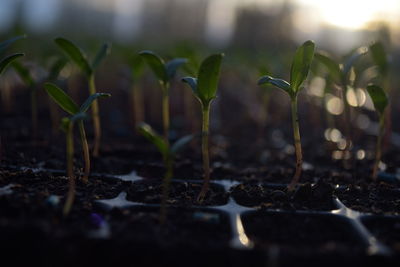 Close-up of plant growing on field