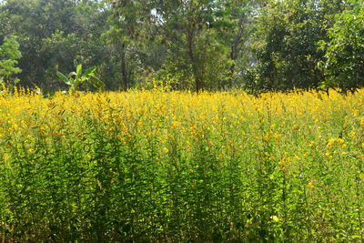 Yellow flowers growing on field