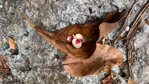 Close-up of dry leaves on rock