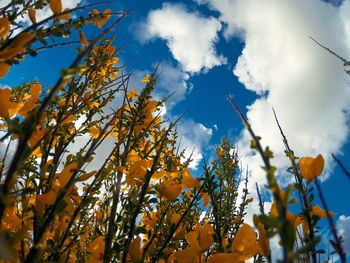 Low angle view of trees against sky