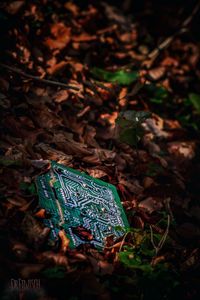 High angle view of crab on field