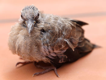 Close-up of bird on footpath