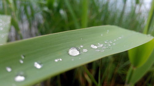 Close-up of water drops on leaf