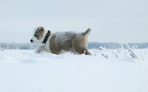 Snow covered field