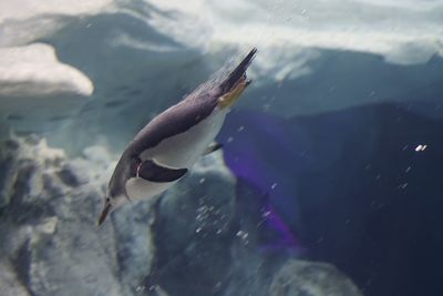 Fish swimming in sea