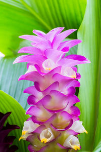 Close-up of pink flowering plant