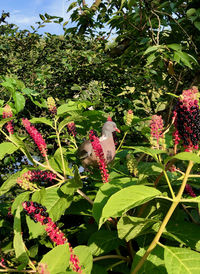 Close-up of butterfly pollinating flower