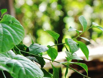 Close-up of leaves