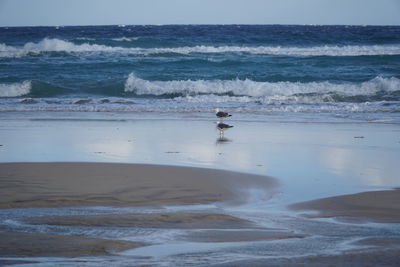 Little bird on beach