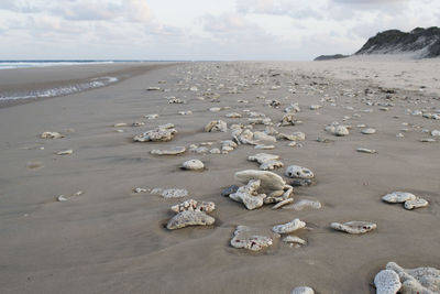 Close-up of rock on beach against sky