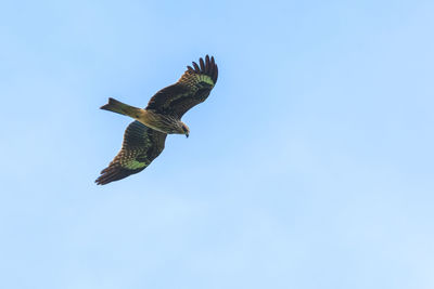 Low angle view of eagle flying in sky