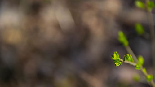 Close-up of fresh green plant