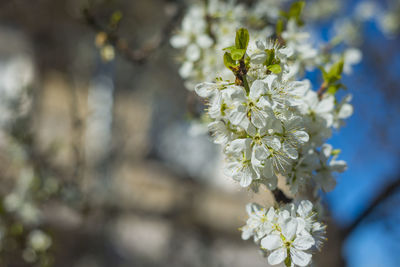 Close-up of white flowers on branch