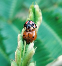 Close-up of ladybug on leaf