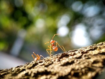 Close-up of ant on plant