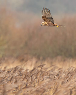 Bird flying in a field