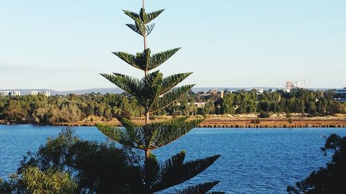 Reflection of trees in water