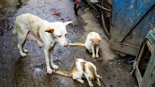 High angle view of dogs on street