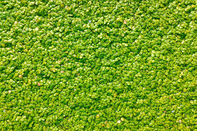 Full frame shot of corn field