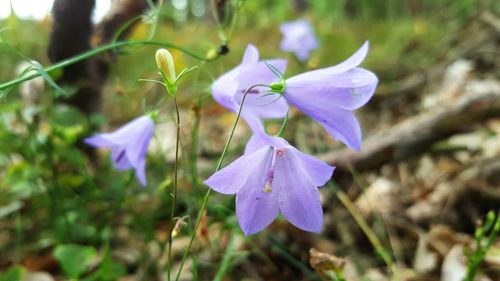 Close-up of purple flowers blooming in field