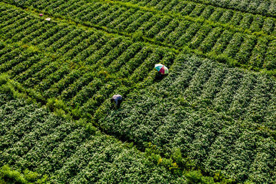 High angle view of corn on field