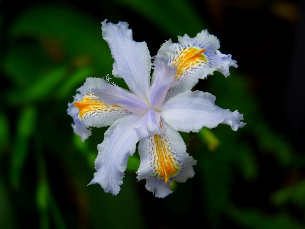 Iris flower