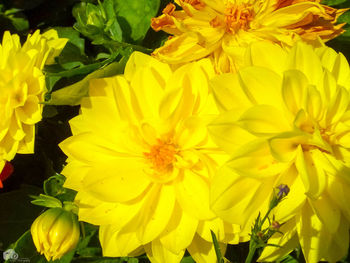 Close-up of yellow flowers