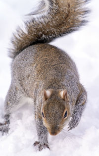 Close-up of squirrel