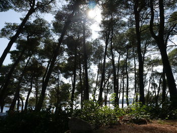 Low angle view of trees in forest against sky