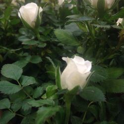 Close-up of white flower blooming outdoors